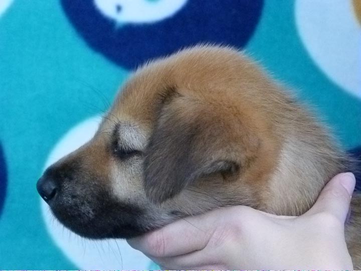 chinook puppy